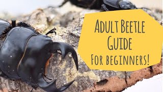 How To Care For Adult Beetles  Beginners Guide  Pets [upl. by Dina928]