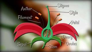 Ovarian Cyst Its Symptoms Diagnosis Causes and Treatment [upl. by Hamid]