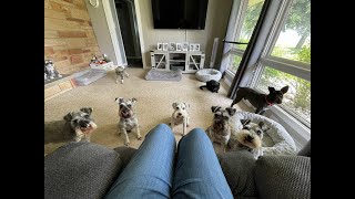 Stubborn Mozzie  Life With Schnauzers [upl. by Goldberg]