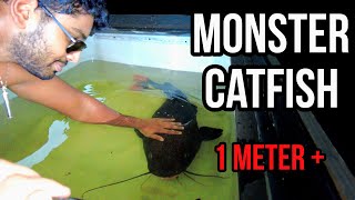 Catching MONSTER FISH in Cairns AUSTRALIA  Cairns Aquarium and Daintree Rainforest [upl. by Candyce165]