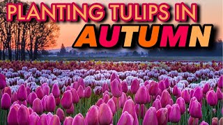 TULIPS 101 GROWING TULIPS FOR BEGINNERS [upl. by Corbet]