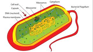 Bacteria Cell Structure [upl. by Suolhcin]