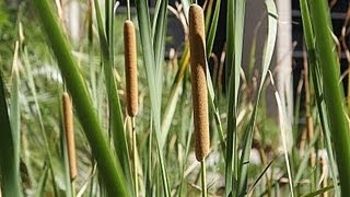 Useful Plant  Cattail [upl. by Hedwiga]