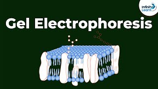 What is Gel Electrophoresis  Dont Memorise [upl. by Aileen923]