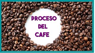 Proceso del cafe paso a paso [upl. by Ahseele405]