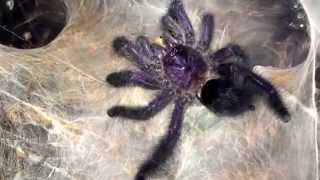 Prince Avicularia Purpurea feeding Purple pinktoe tarantula Spider [upl. by Tabib]