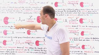 Fatty Acid Synthesis [upl. by Namsu]