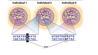 SNP Polymorphysim Microarray Chip  How to Test a Persons DNA [upl. by Akenal]