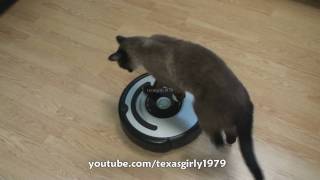 Cat shows HOW TO use iRobot Roomba Vacuum [upl. by Eesdnil]