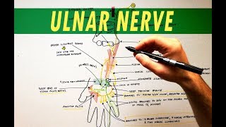 Ulnar Nerve  Anatomy Tutorial [upl. by Grounds125]