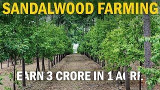 Earn 3 CRORES in 1 ACRE LAND Sandalwood Farming  Chandan Cultivation Guide [upl. by Esinehs]