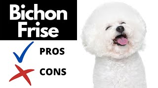 Bichon Frise Pros And Cons SHOCKING [upl. by Ahsienak]