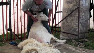 Sheep Shearing Made Simple [upl. by Suoirtemed]