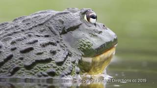 Giant Bullfrog mating behaviour [upl. by Nea]