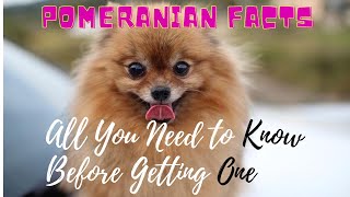 Facts About Pomeranian Dogs 101All You Need to Know [upl. by Eihctir]