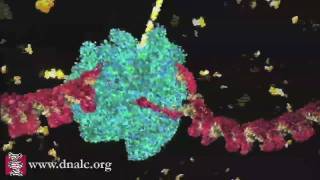 DNA Transcription Basic [upl. by Ydnor]