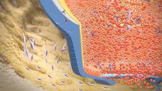 3D modeling  Root tooth development [upl. by Cassi]