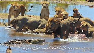 Lion Pride Vs Crocodile  Kruger National Park [upl. by Ahsyek864]