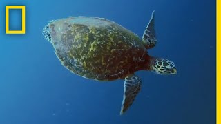 Sea Turtles 101  National Geographic [upl. by Dupin]