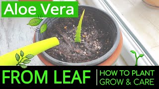 How to Plant amp Grow Aloe Vera at Home from Leaf Planting amp Caring Aloe Vera in a Pot [upl. by Salisbury]