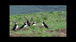 Puffins Flying in slow motion [upl. by Brainard865]