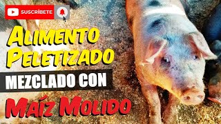 Maíz Molido más Alimento Peletizado FUNCIONARÁ [upl. by Legir336]