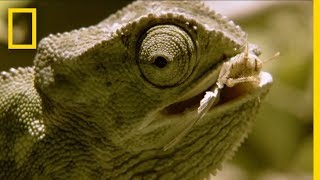 Chameleon Is Hesitant and Indecisive  National Geographic [upl. by Vick]