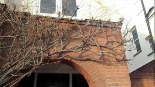 How to Prune Wisteria [upl. by Candida668]