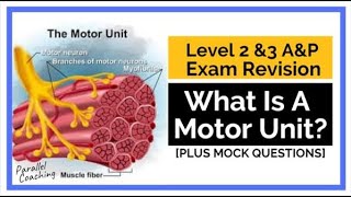 What is a Motor Unit [upl. by Thirzia]