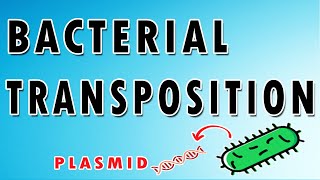 Bacterial Transposition [upl. by Chura]