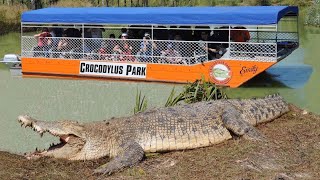 Giant Saltwater Crocodiles in Australia [upl. by Woolson]