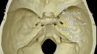 Cranial Foramina  Mnemonic Phrase [upl. by Clynes]