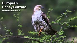 Buzzard  European Honey Buzzard  Bird Call Birdsong [upl. by Einatirb20]