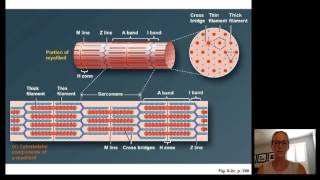 Lecture15 Muscle Physiology [upl. by Solraced]