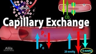 Capillary Exchange and Edema Animation [upl. by Odrahcir]