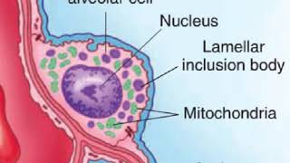 Alveolar cells [upl. by Lecram]