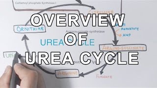 Overview of UREA CYCLE [upl. by Llemert]