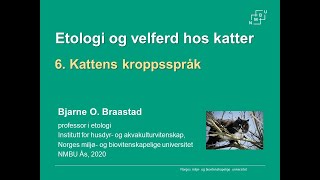 Kattens kroppsspråk [upl. by Thagard]