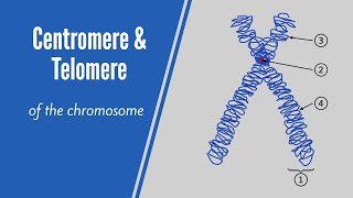 What Are Centromere amp Telomere [upl. by Ayalat]