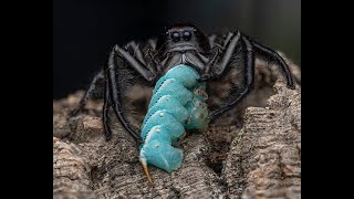 Hyllus giganteus GIANT JUMPING SPIDERS 😊 [upl. by Rasla916]