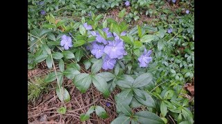 Transplanting Ground Cover [upl. by Anos]