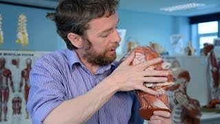 Muscles of Mastication  Anatomy Tutorial [upl. by Karas]