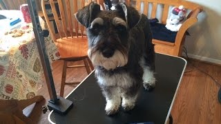 Grooming Your Schnauzer Part 1Back and Sides [upl. by Roldan751]