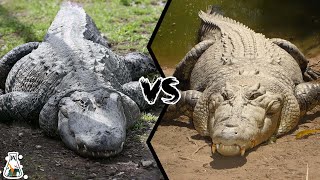 ALLIGATOR VS CROCODILE  Which is More Powerful [upl. by Morel]