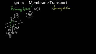 Primary vs Secondary Active Transport [upl. by Abisha]