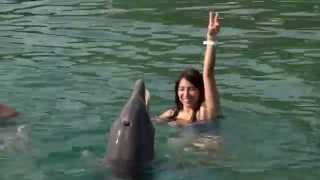 Dolphin Swim  Shore Excursion  NCL [upl. by Kally565]