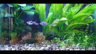 How To Breed Harlequin Rasboras [upl. by Sgninnej]