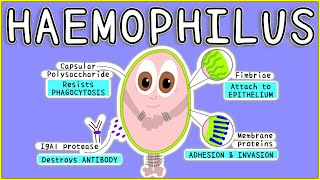 Haemophilus Microbiology Morphology Pathogenesis Diagnosis Treatment [upl. by Gaelan]