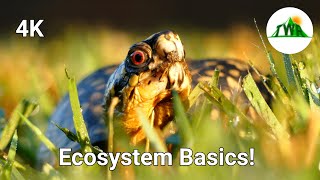 Ecosystems Episode 1 What is an ecosystem [upl. by Ojyram]