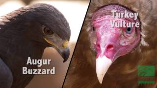 Buzzard vs Vulture Whats the Difference [upl. by Monsour]